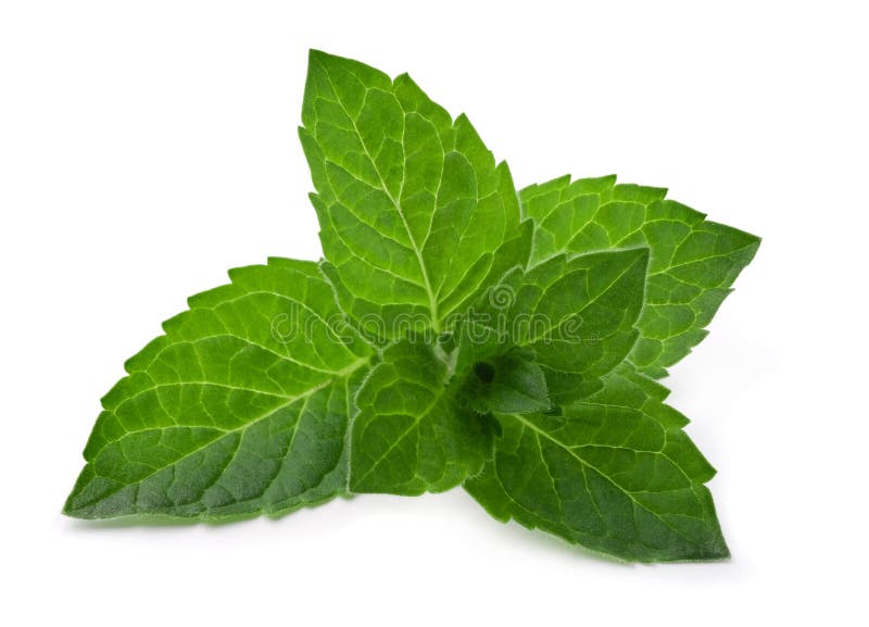 Green fresh mint leaves isolated on a white background.