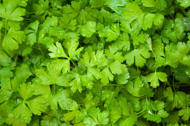 Green leaves of parsley stock photo. Image of vitamin 131249442