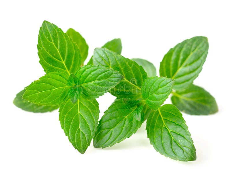 Fresh Peppermint Isolated on White Stock Image Image of food
