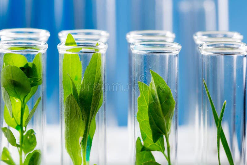 Green Fresh Plants Grown Up in Test Tubes in Laboratory. Stock Image