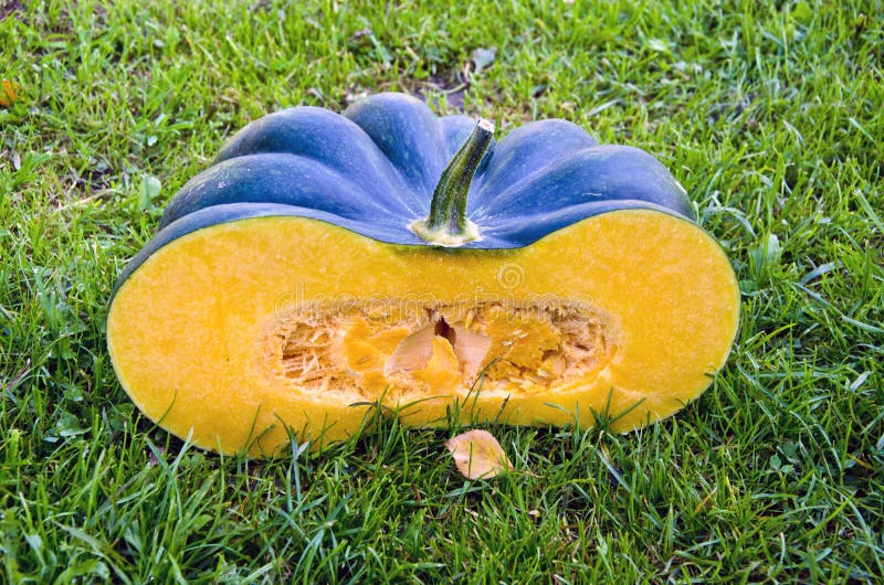 Green fresh pumpkin half slice on garden grass royalty free stock photos Green fresh pumpkin half slice on garden grass royalty free stock photos
