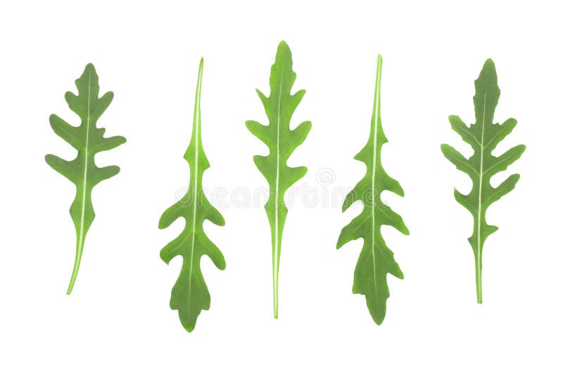 Green fresh rucola or arugula leaf isolated on white background. Top view. Flat lay pattern. Set or collection. stock images Green fresh rucola or arugula leaf isolated on white background. Top view. Flat lay pattern. Set or collection. stock images