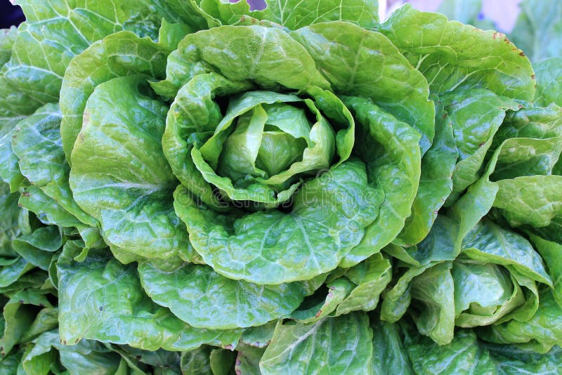 Green fresh salad in the garden