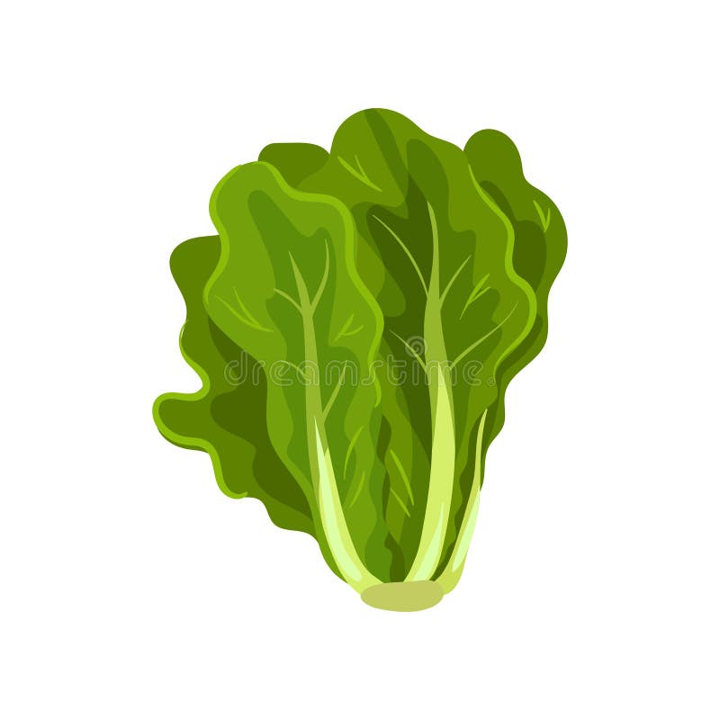 Green fresh salad leaves, healthy organic vegetarian food, vector Illustration on a white background