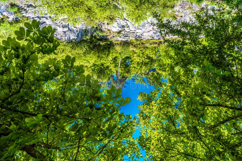 Green fresh shiny tree crown with blue sky royalty free stock photography
