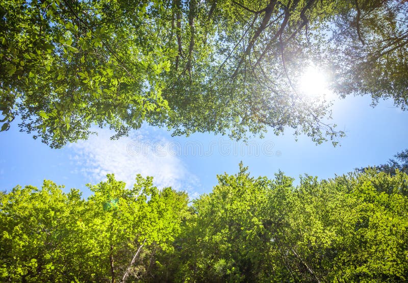 Green fresh tree leaves against the blue sky