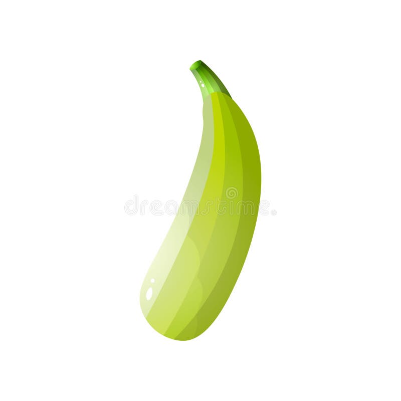 Green fresh zucchini isolated on white background vector illustration Green fresh zucchini isolated on white background vector illustration