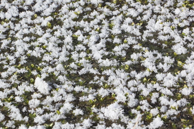 Green freshwater river algae in hoarfrost royalty free stock photography