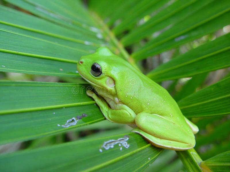 Green frog