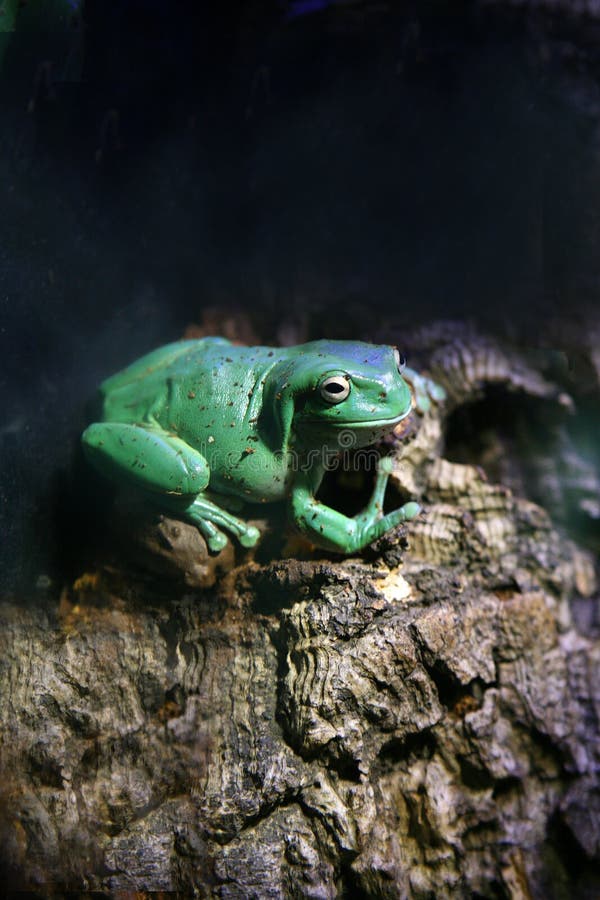 Green frog stock image. Image of love, green, unusual - 12735657