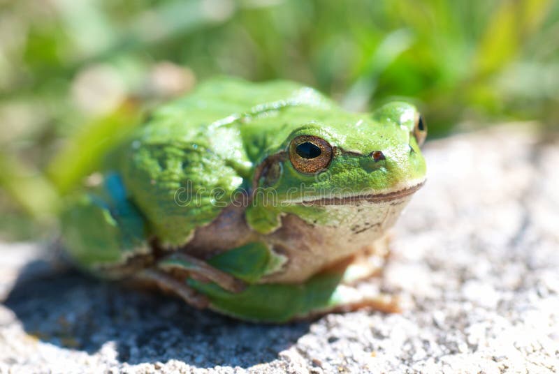Green frog stock photo. Image of amphibian, skin, lovely - 15322322