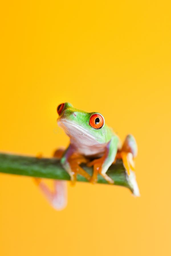 Green frog