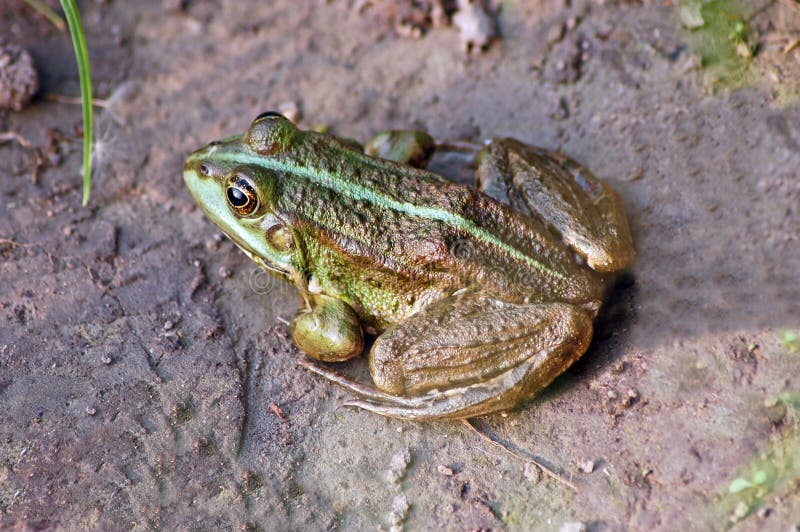Green Louisiana Swamp Frog stock photo. Image of frog 27082076