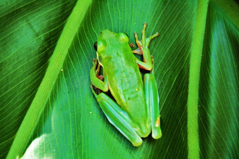 Green frog