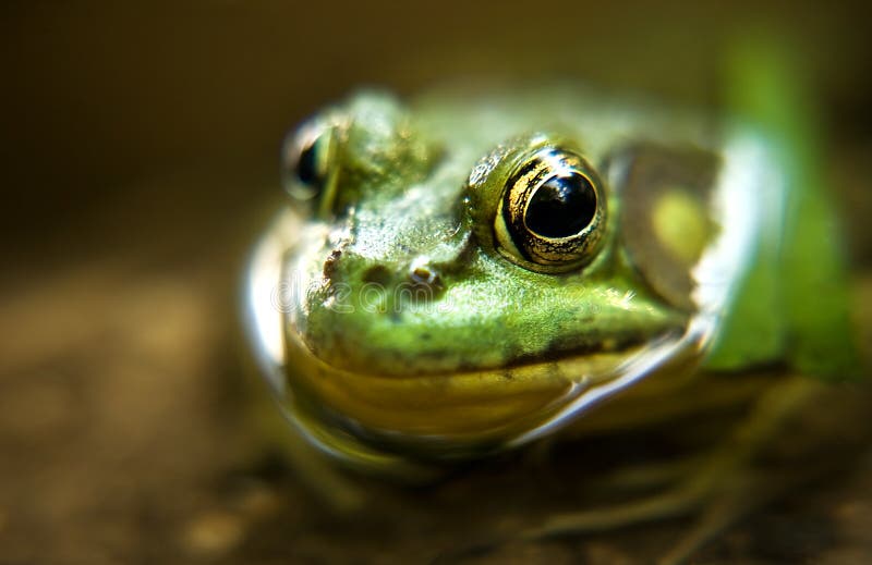 Green Frog