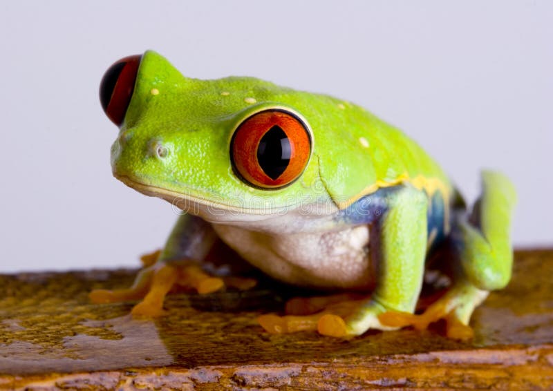 Green Frog