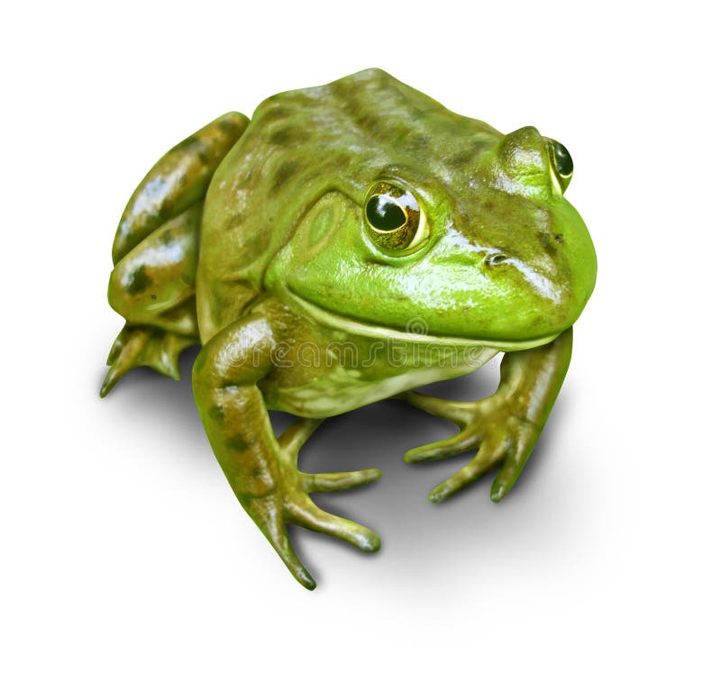 Green Frog isolated stock photo. Image of spill, princess - 16075172