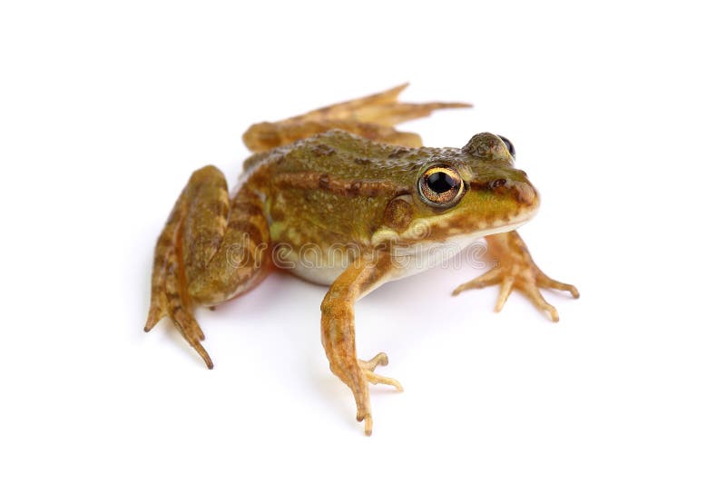 Green Frog Isolated on White Stock Photo - Image of small, frog: 33747776