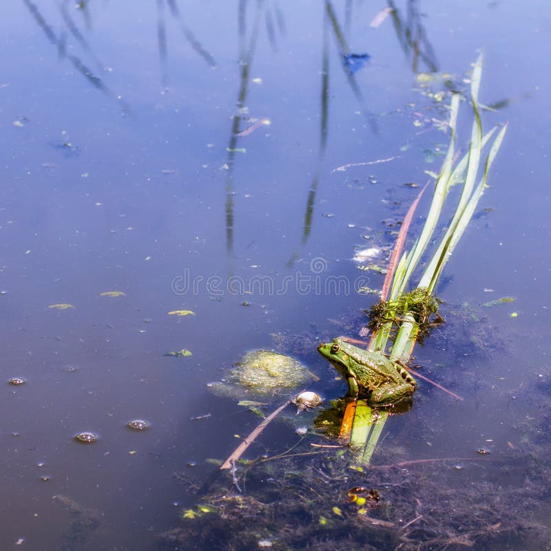 Green Frog on the Lake stock image. Image of ecology 72951759
