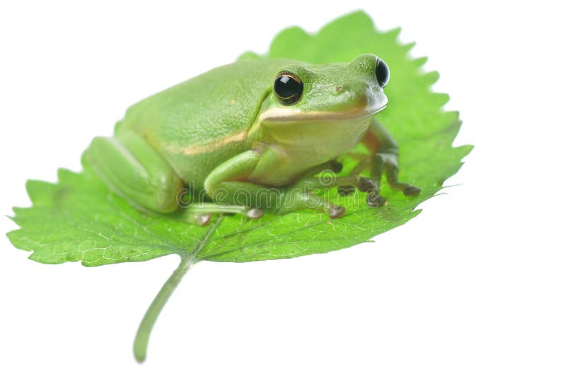 Green Frog on leaf stock image. Image of closeup, nature 25175751