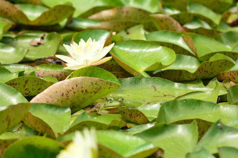 Green Frog and Lily Pads