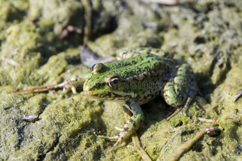 Green Frog on an Oozy Surface. Stock Image Image of closeup, nature