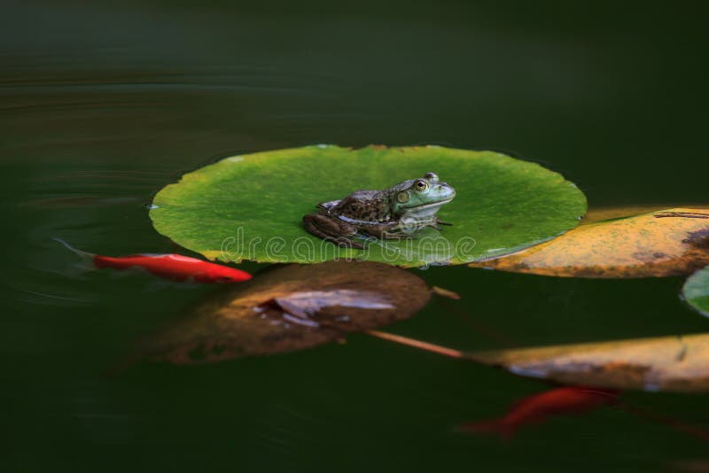 Green frog sits on lily leaves in a pond