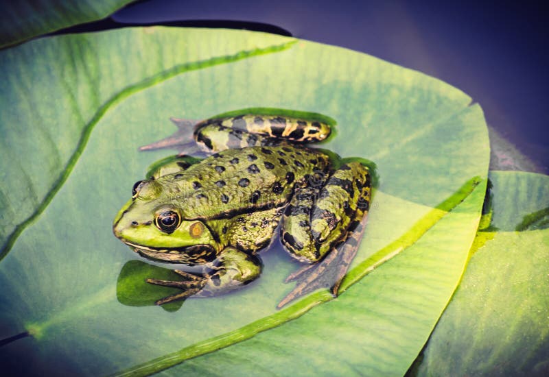 Green frog on leaf in pond