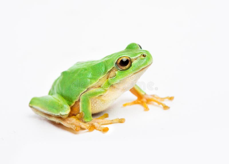 Verde rana en blanco.