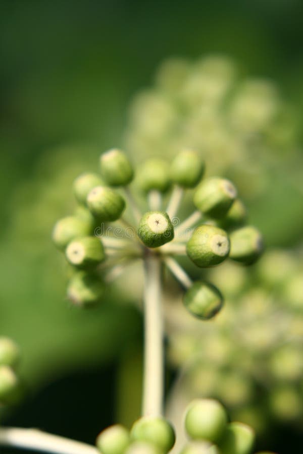 Green fruit