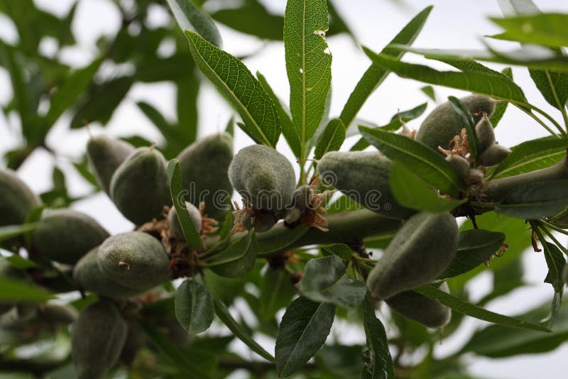 Green Fruit of an Almond Tree Stock Photo Image of tree, young 71896558
