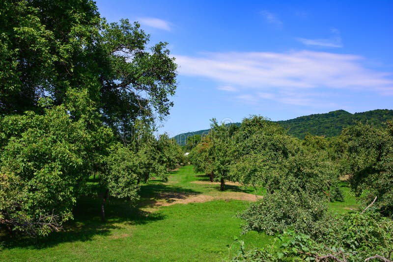 Green fruit trees stock image. Image of exposure, fall 57611487