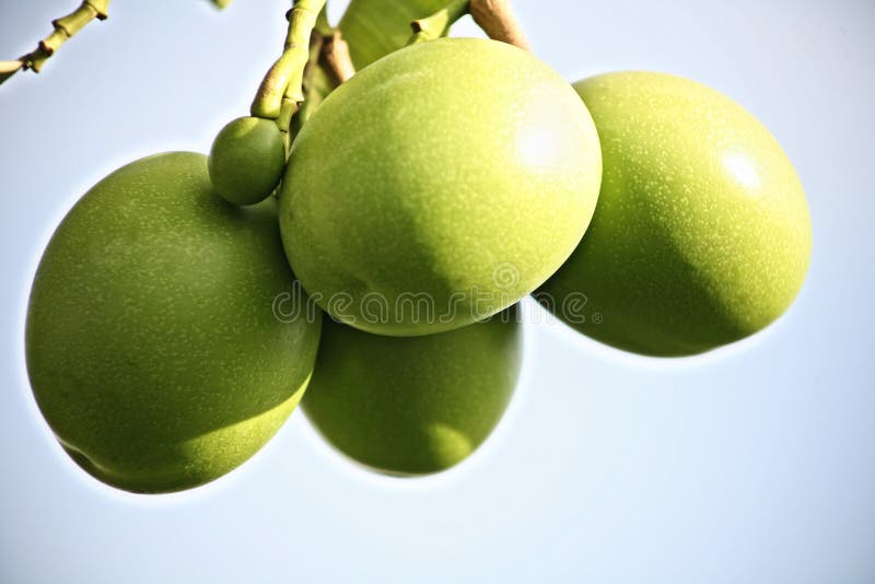 Green Fruits royalty free stock photography