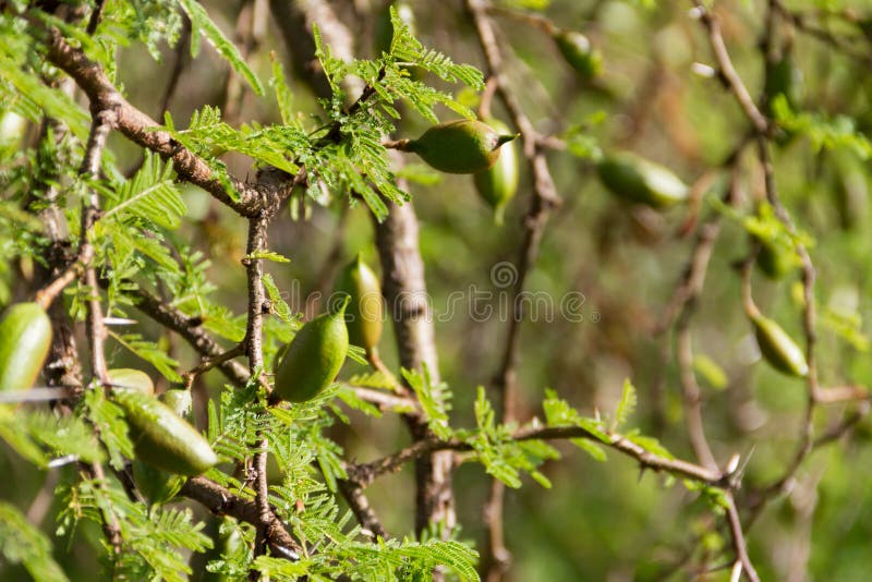 Fruit of an acacia stock photo. Image of flowering, bloom 37065568