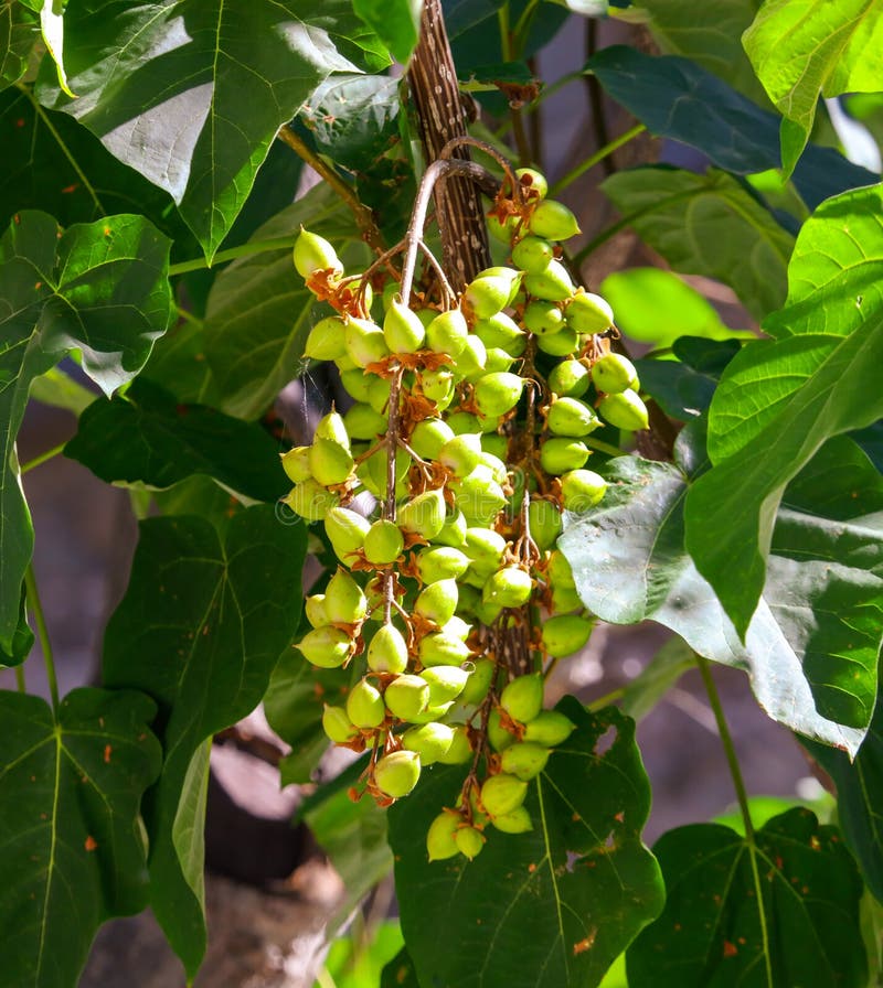 Green fruits on a tree in a tropical park stock photo