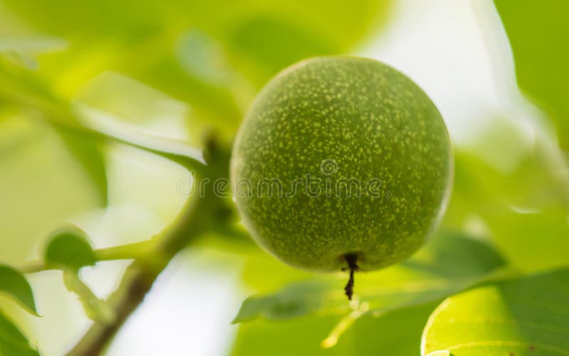 Green fruits on a walnut in nature stock photos