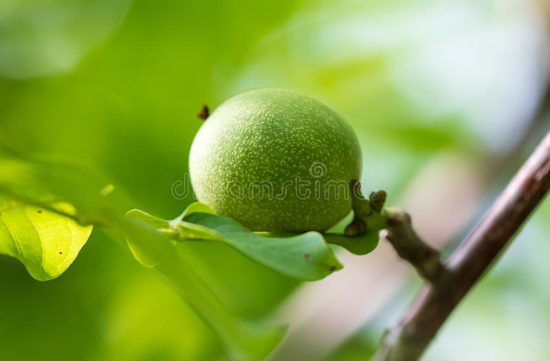 Green fruits on a walnut in nature stock photography