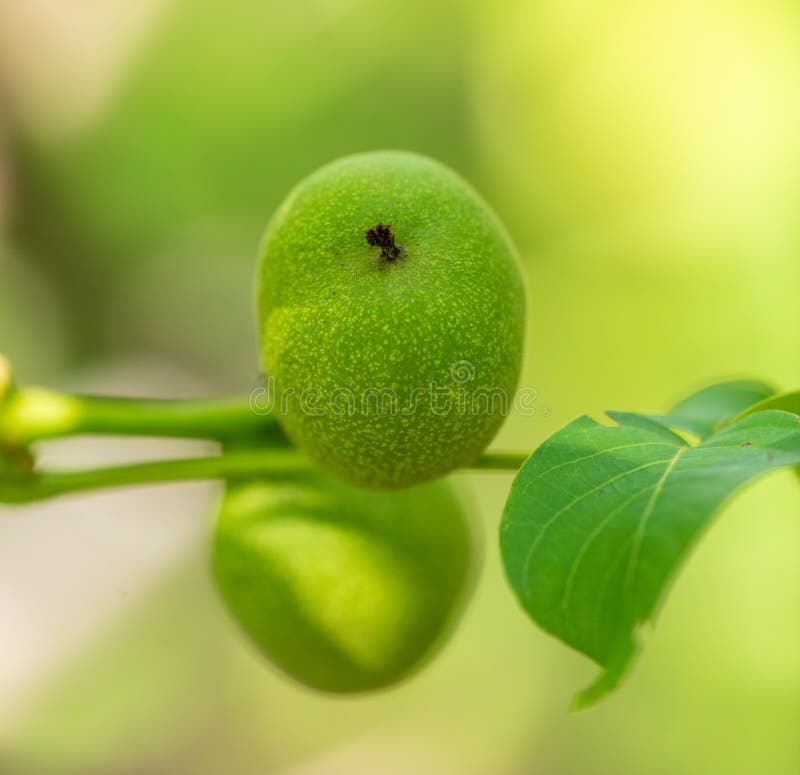Green fruits on a walnut in nature stock photos