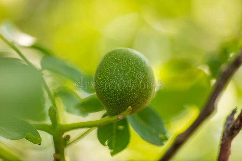 Green fruits on a walnut in nature royalty free stock image