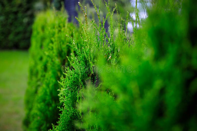 Green garden with young thujas at summer. Regenerate stock images, royalty-free photos and pictures