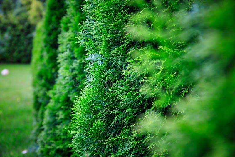 Green garden with young thujas at summer. Regenerate stock images, royalty-free photos and pictures