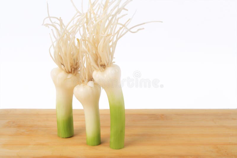 Garlic stem stock photo. Image of garlic, white, vegetables 14003650