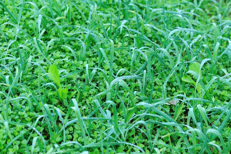 Garlic sprout stock photo. Image of stem, sprout, eating 17677650