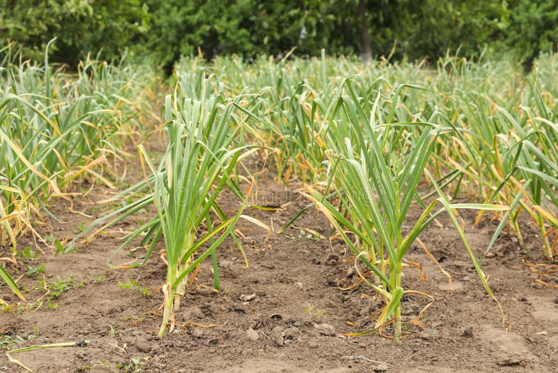 Green Garlic Sprouts Growing Stock Image Image of food, gardening