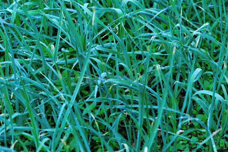 Green Garlic Sprouts Growing Stock Photo Image of garden, farming