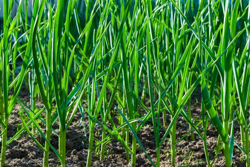 Green Garlic Stalks Grow on an Earthen Bed in Summer Stock Photo