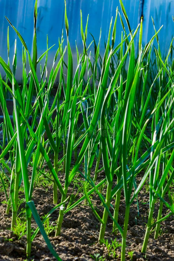 Green Garlic Stalks Grow on an Earthen Bed in Summer Stock Photo