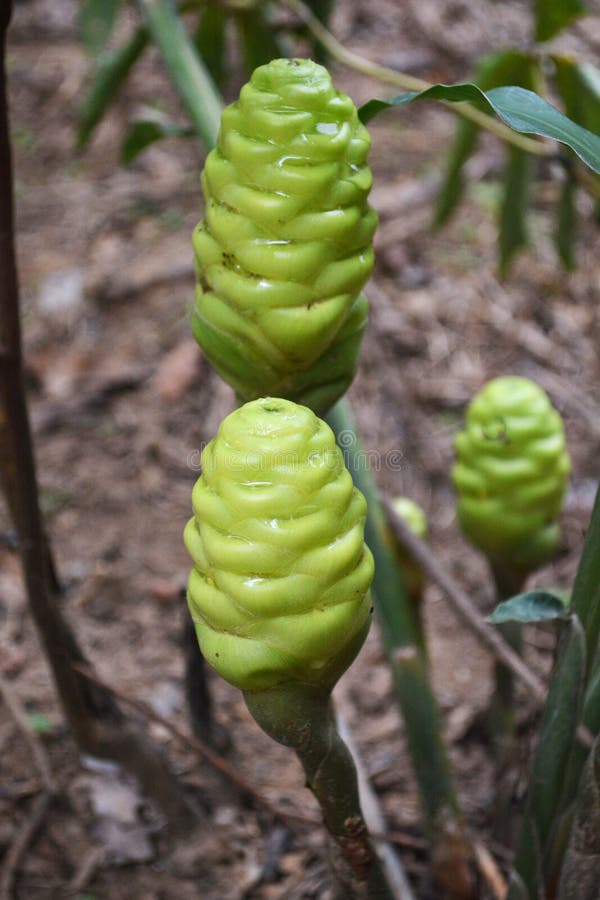 Green ginger flower stock photo. Image of macro, rainforest 45741666