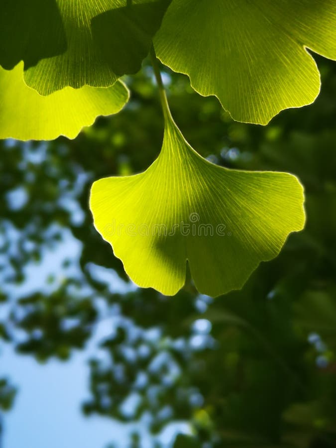 Green ginkgo leaves making a cool summer day stock photography Green ginkgo leaves making a cool summer day stock photography