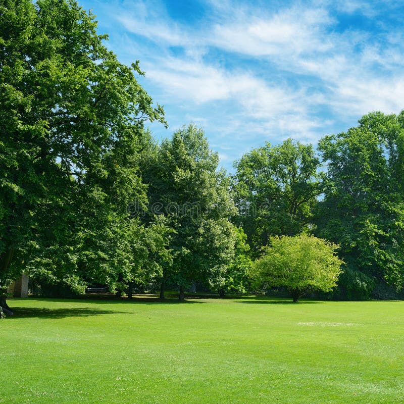 Green Glade Covered with Grass in Park. Free Space for Text. Stock ...